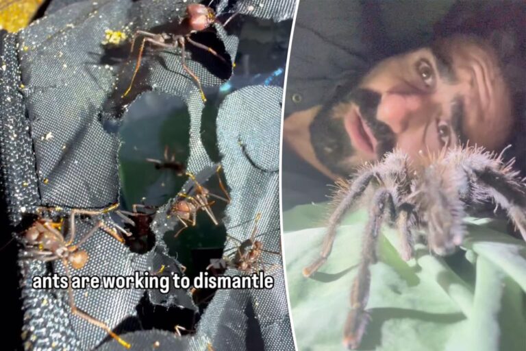 I had a wild night in the Amazon - and woke up to a tattered tent invaded by these terrifying visitors

